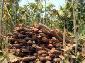 Cutting trees in KKyi